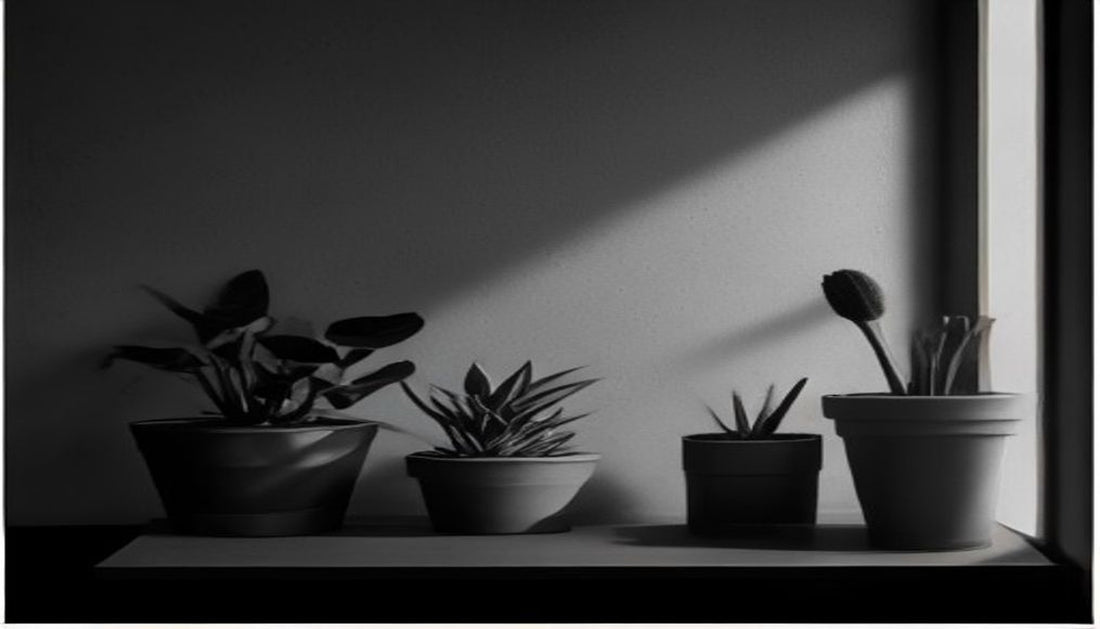 A single small potted desk plant with its leaves catching a shaft of light against a dark, moody background.