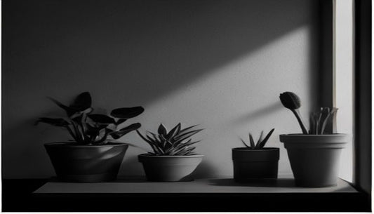A single small potted desk plant with its leaves catching a shaft of light against a dark, moody background.