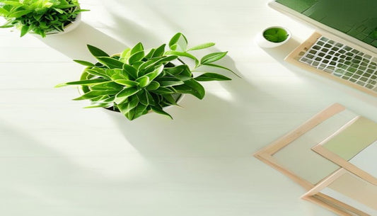 A small potted green plant beside a freshly wiped light oak desk with a few tidy supplies and open space, lit by bright natural daylight.