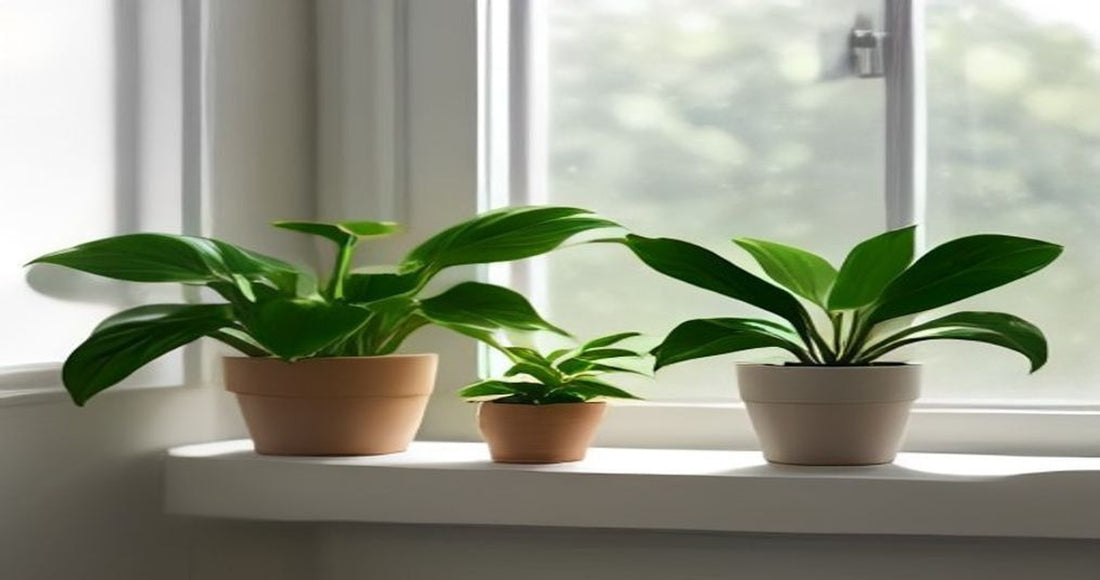 Healthy green potted plants lined up on a bright white windowsill in soft daylight.