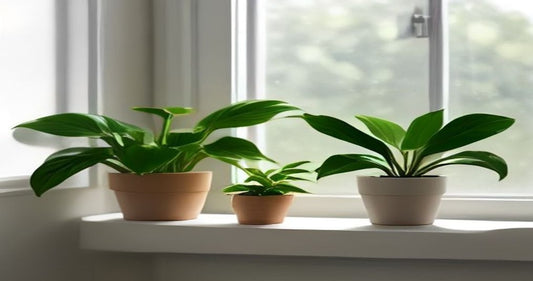 Healthy green potted plants lined up on a bright white windowsill in soft daylight.